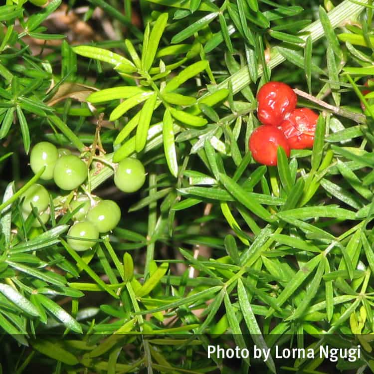 Asparagus fern flowers