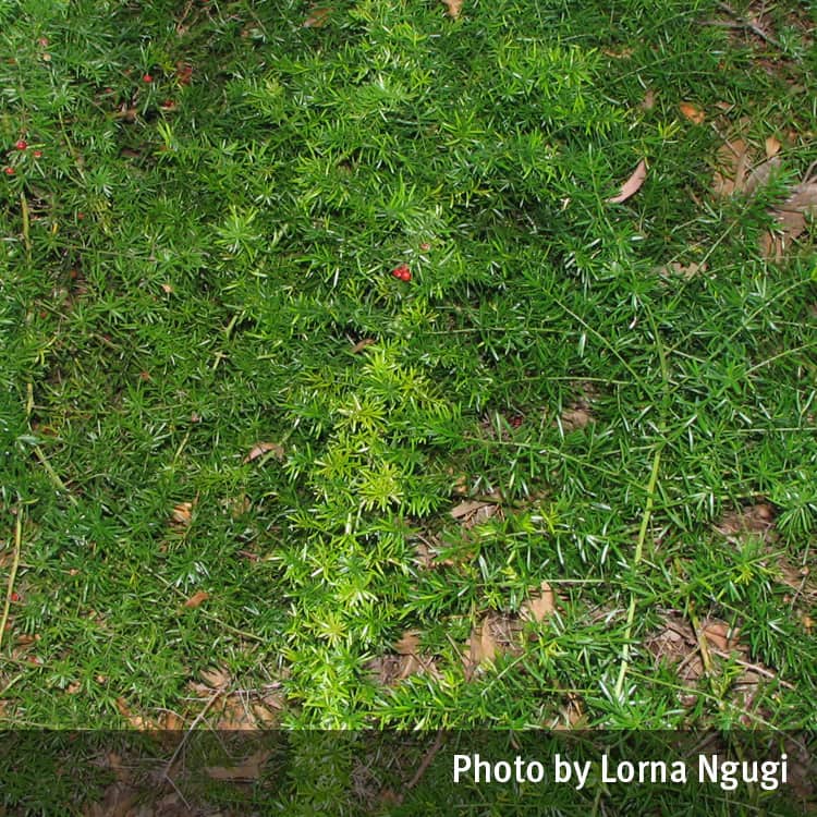 Asparagus fern plant