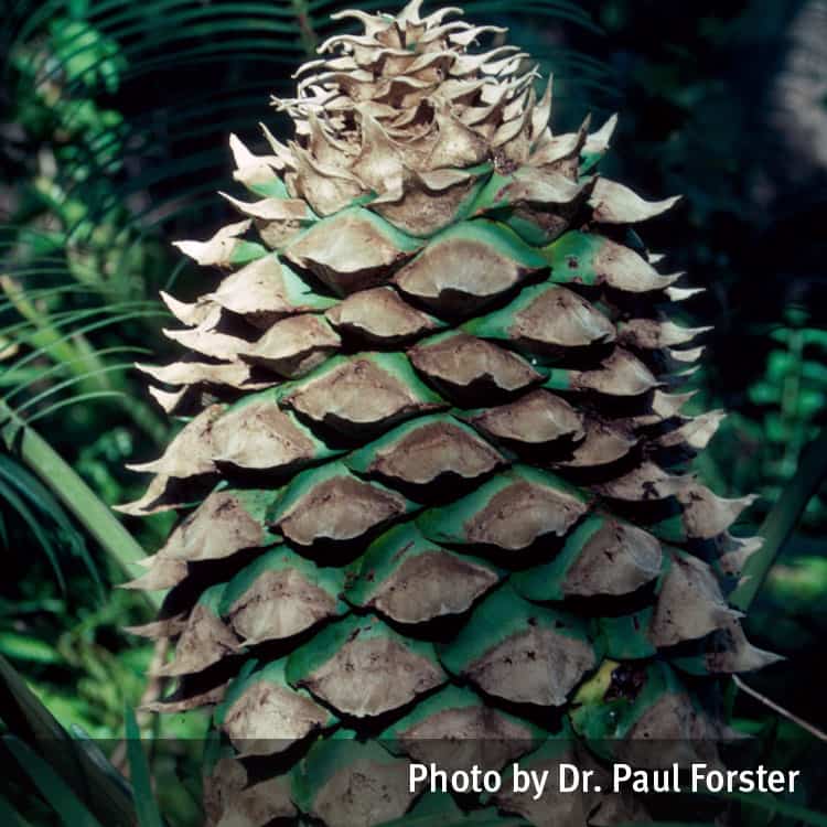 Burrawang palm cone