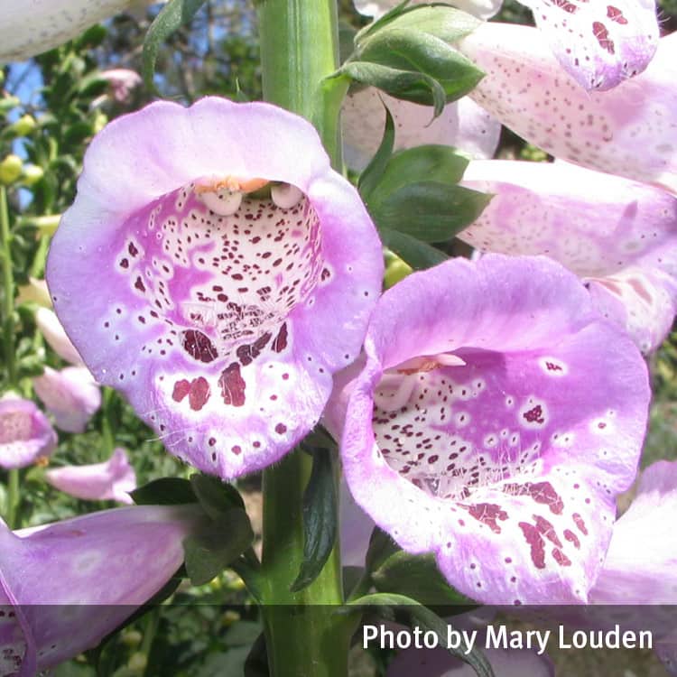 Close-up of vibrant purple foxglove flowers in full bloom, showcasing their speckled patterns and bell-shaped petals, against a sunny outdoor backdrop.