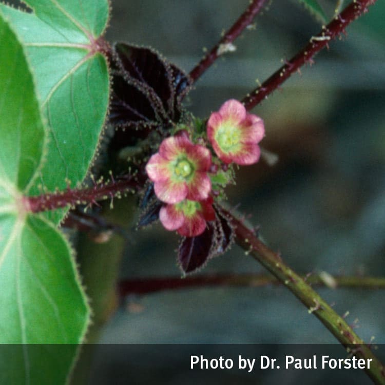 Bellyache bush flowers