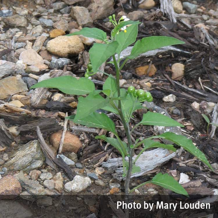 Blackberry nightshade plant