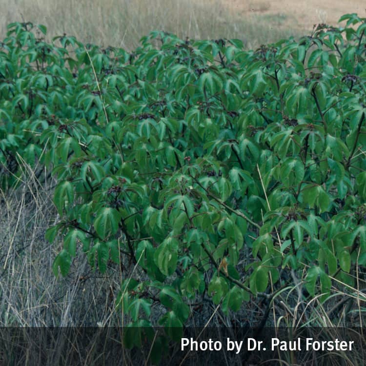 Bellyache bush shrub