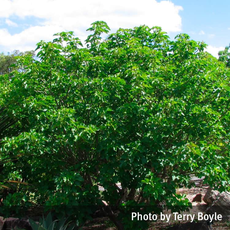 Physic nut tree