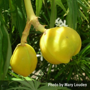 Coral plant fruits