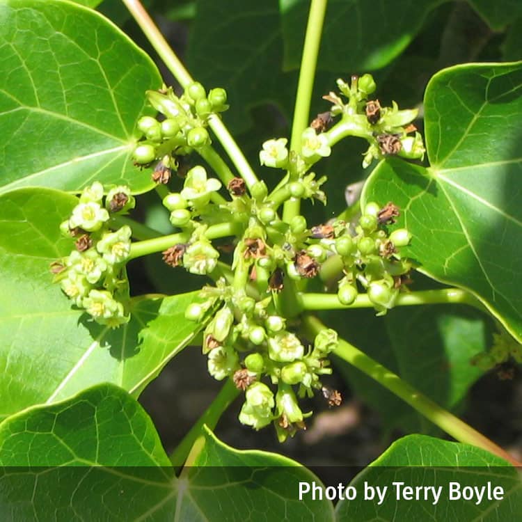 Physic nut flower