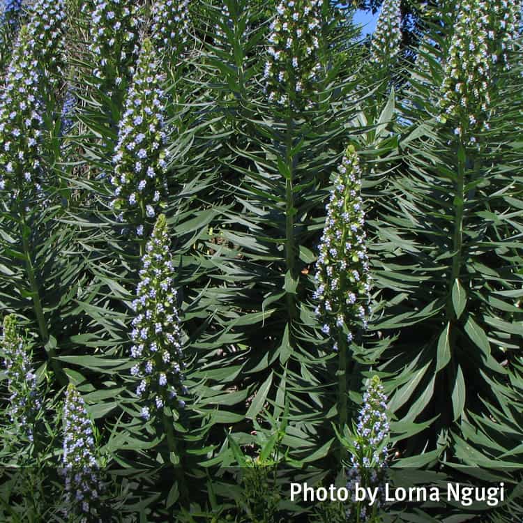 Pride of Madiera flowers