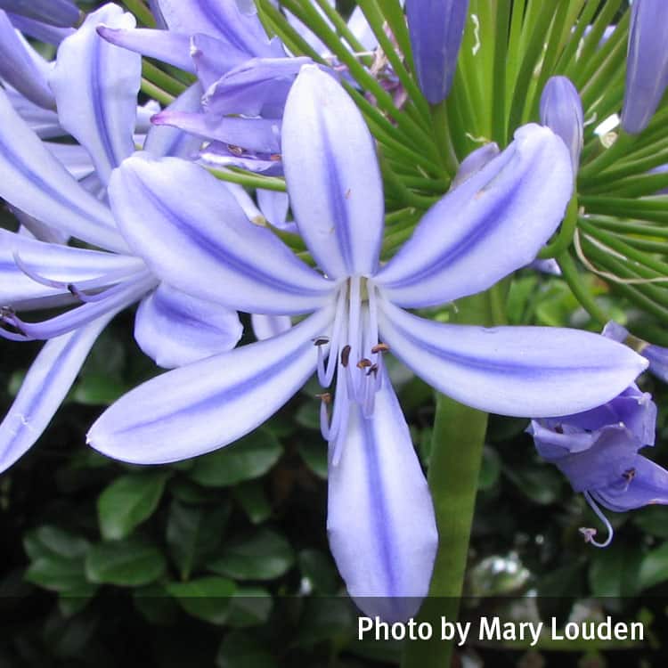 Agapanthus flower closeup