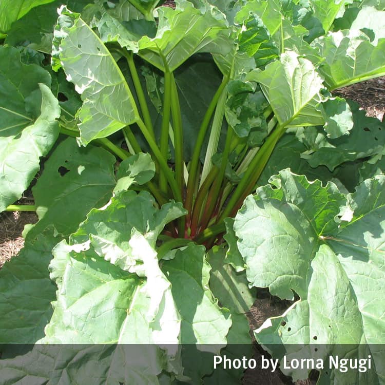 Rhubarb plant leaves