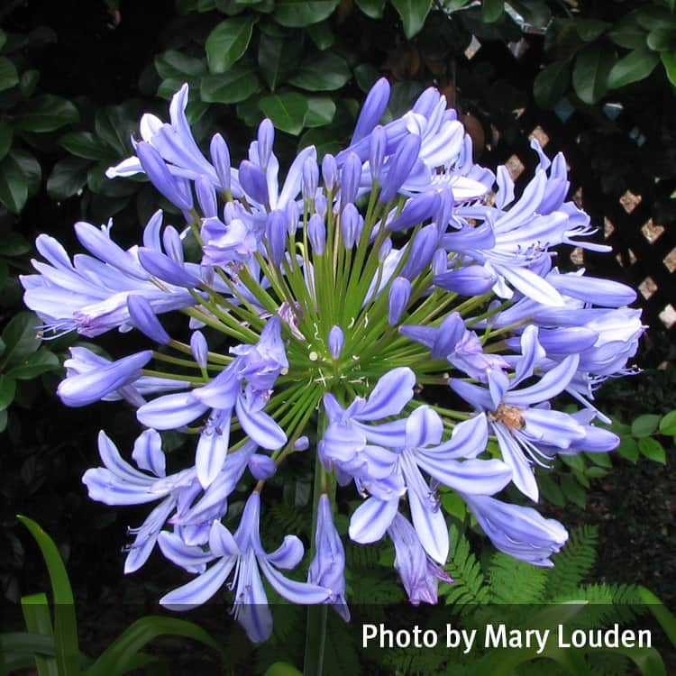 Agapanthus flower